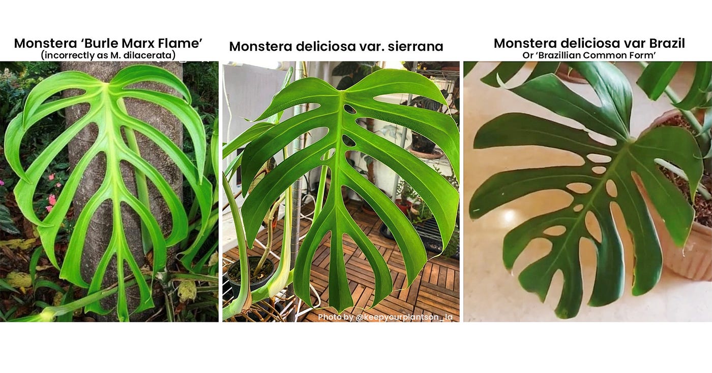 monstera species Monstera Species Id Chart main image 1