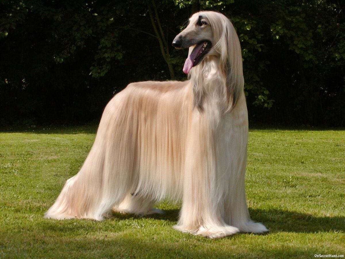 All About the Afghan Hound. The King of Dogs | by Kendle Frank | Medium