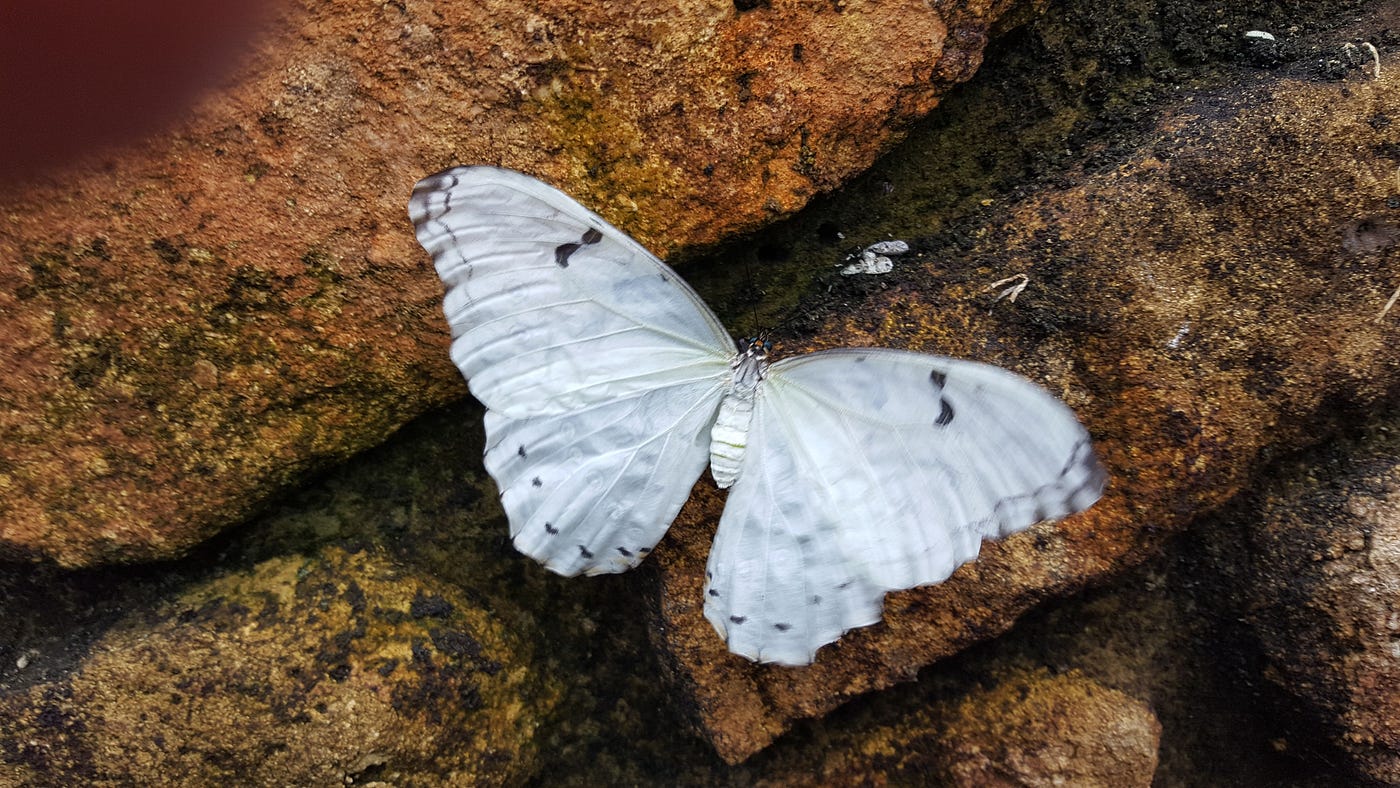 Significado de ver una mariposa blanca