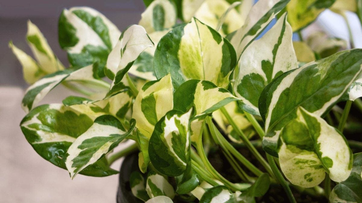 15 Rare Pothos Varieties: Rarest & Most Expensive Types | by Davin  Eberhardt | Medium