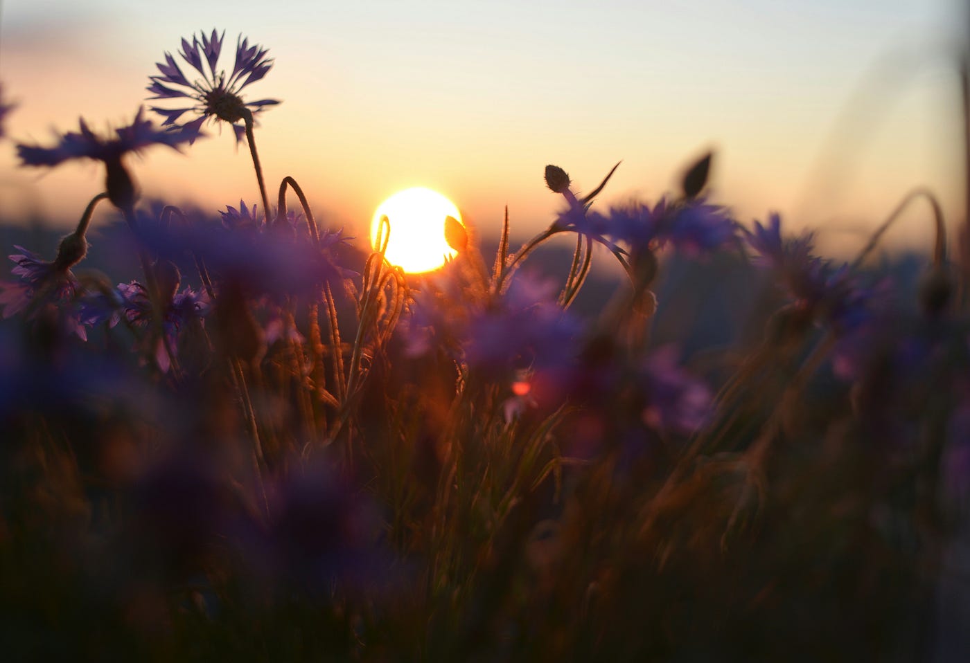 Photo by Liana S on Unsplash