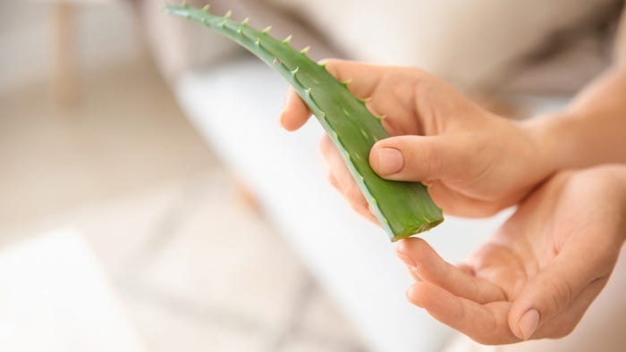 Aloe Vera: a universal panacea?. The last couple of weeks, like many | by  Rachel Zorn Kindermann | Plant Based Paradise | Medium