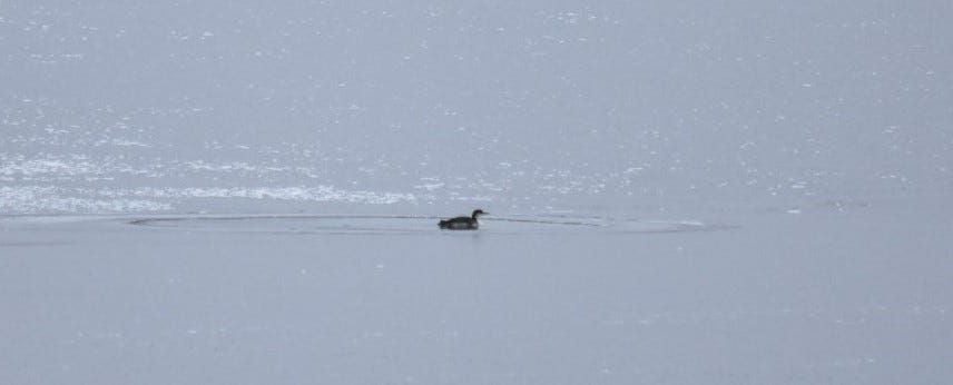 a juvenile common loon sits in a small hole of open water on icy cross lake.