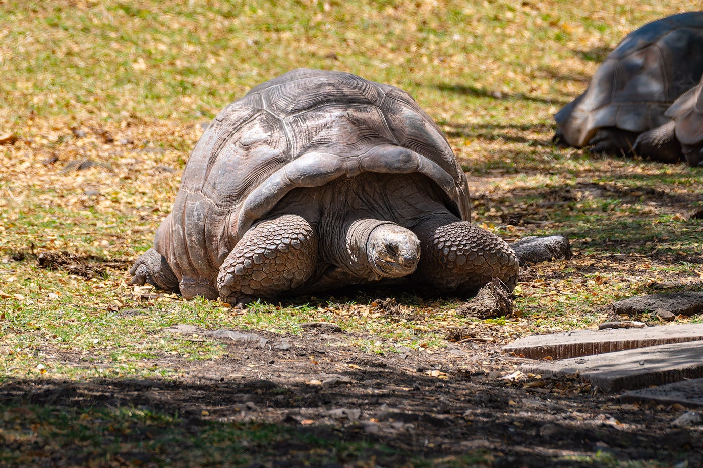 Walking With Giant Tortoises in Mauritius