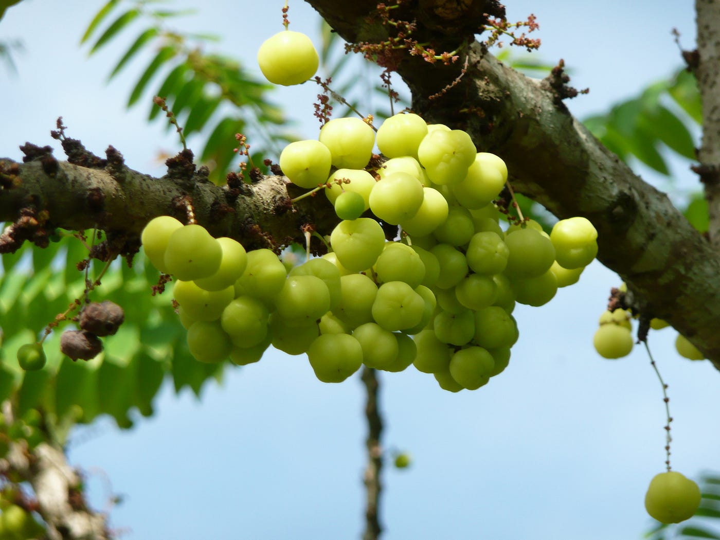 🍴 A gooseberry summer | Food - The Hindu