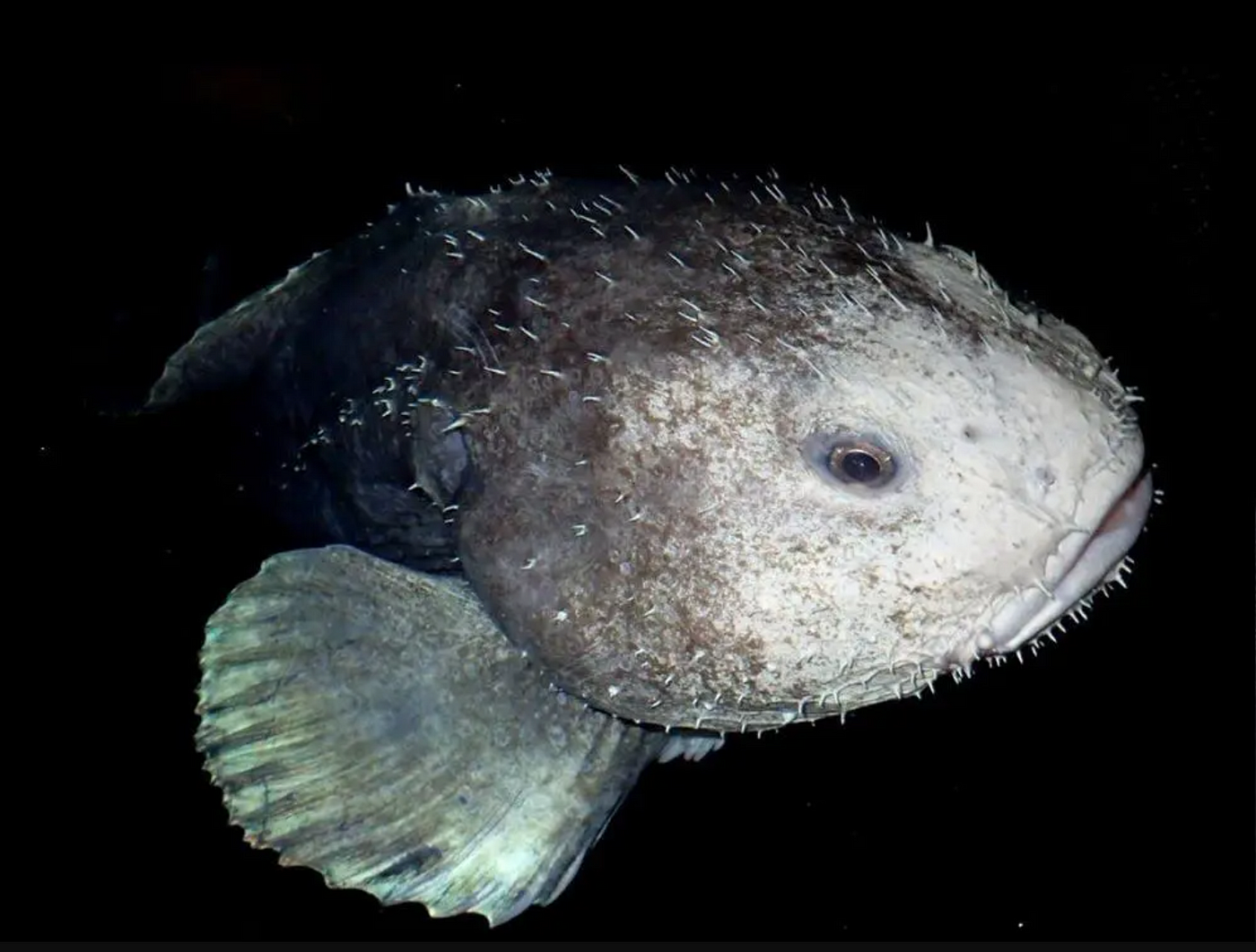 Blobfish, Blob Wiki