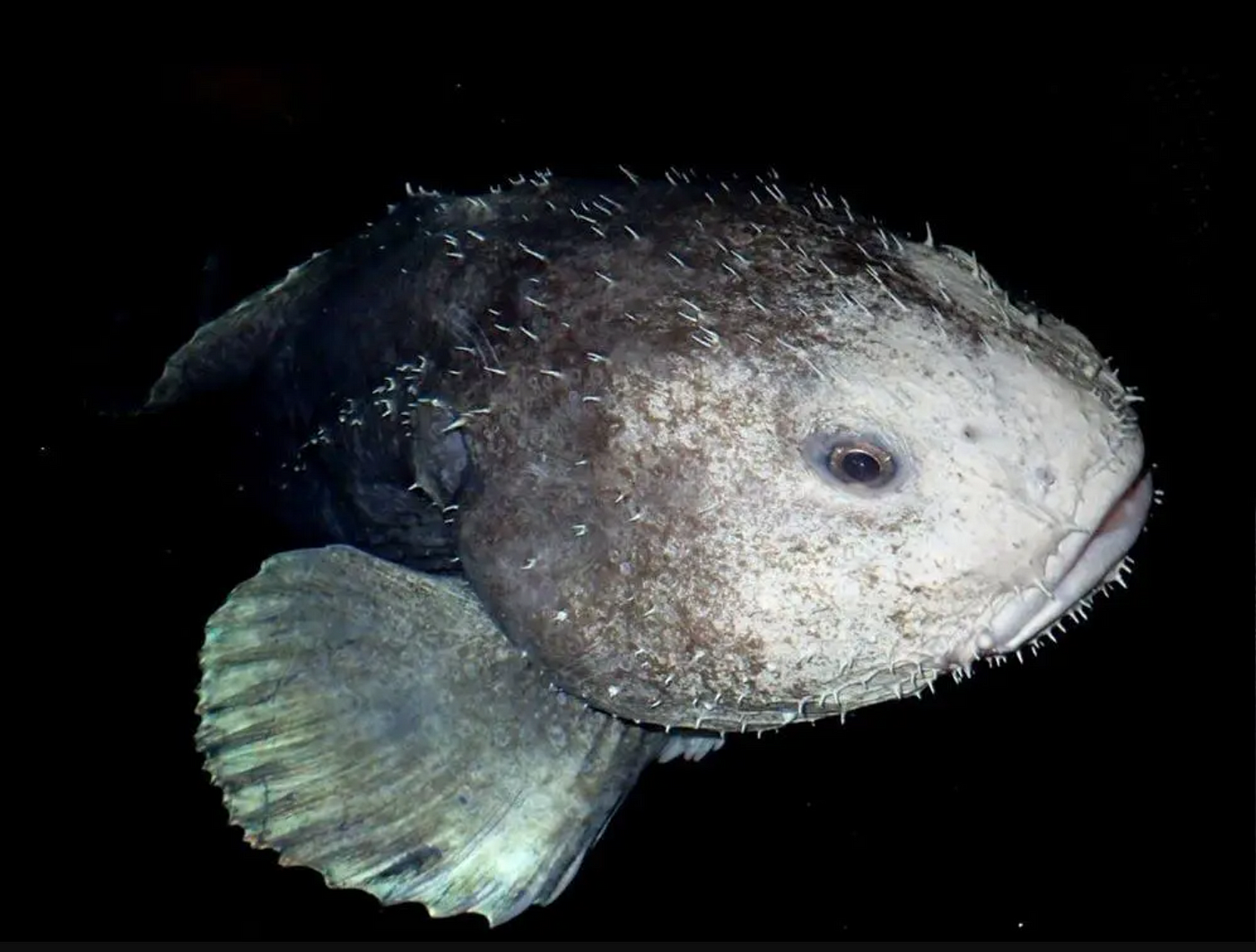 Spotlight - The Blobfish: The World's Ugliest Fish?