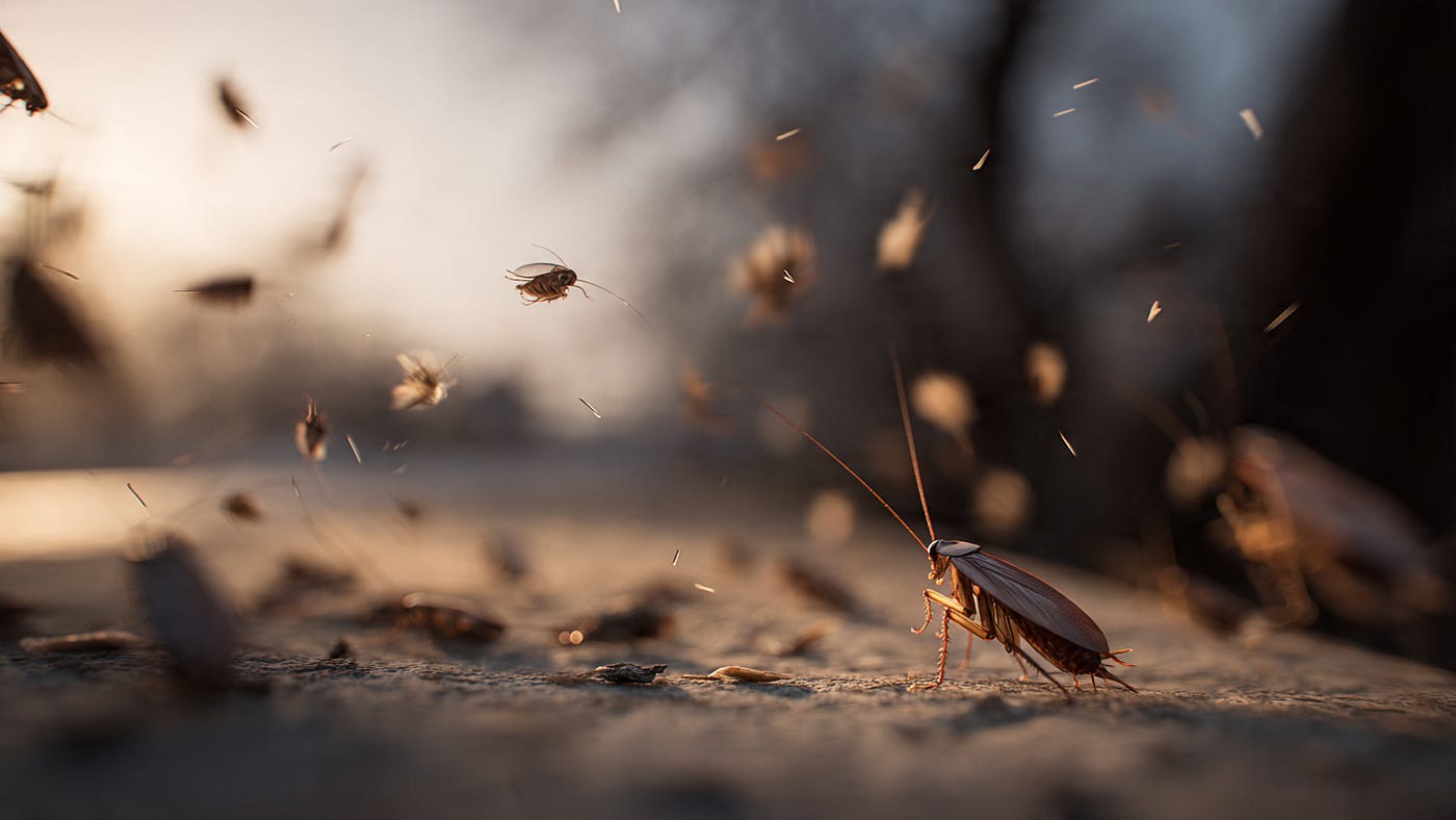 What Causes Flying Roaches in Homes?