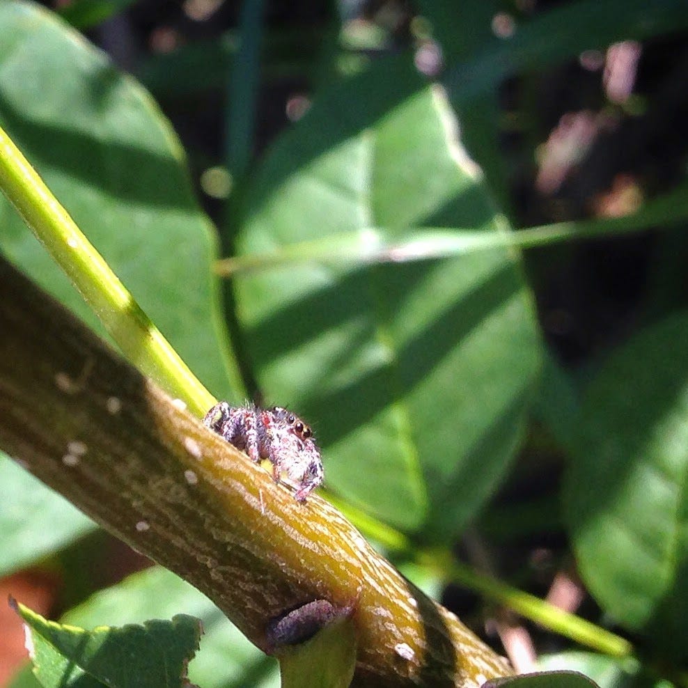 In the Mood for a Spood? Meet the up-and-coming pet: the Regal Jumping  Spider, Community