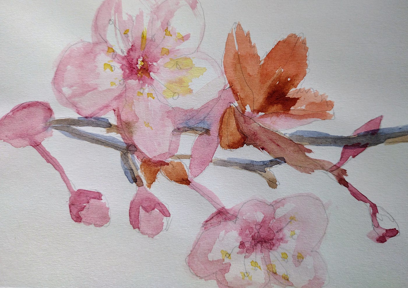 kim hana Twitterissä Cherry blossoms drawing httpstcowgePDkcGFV   Twitter