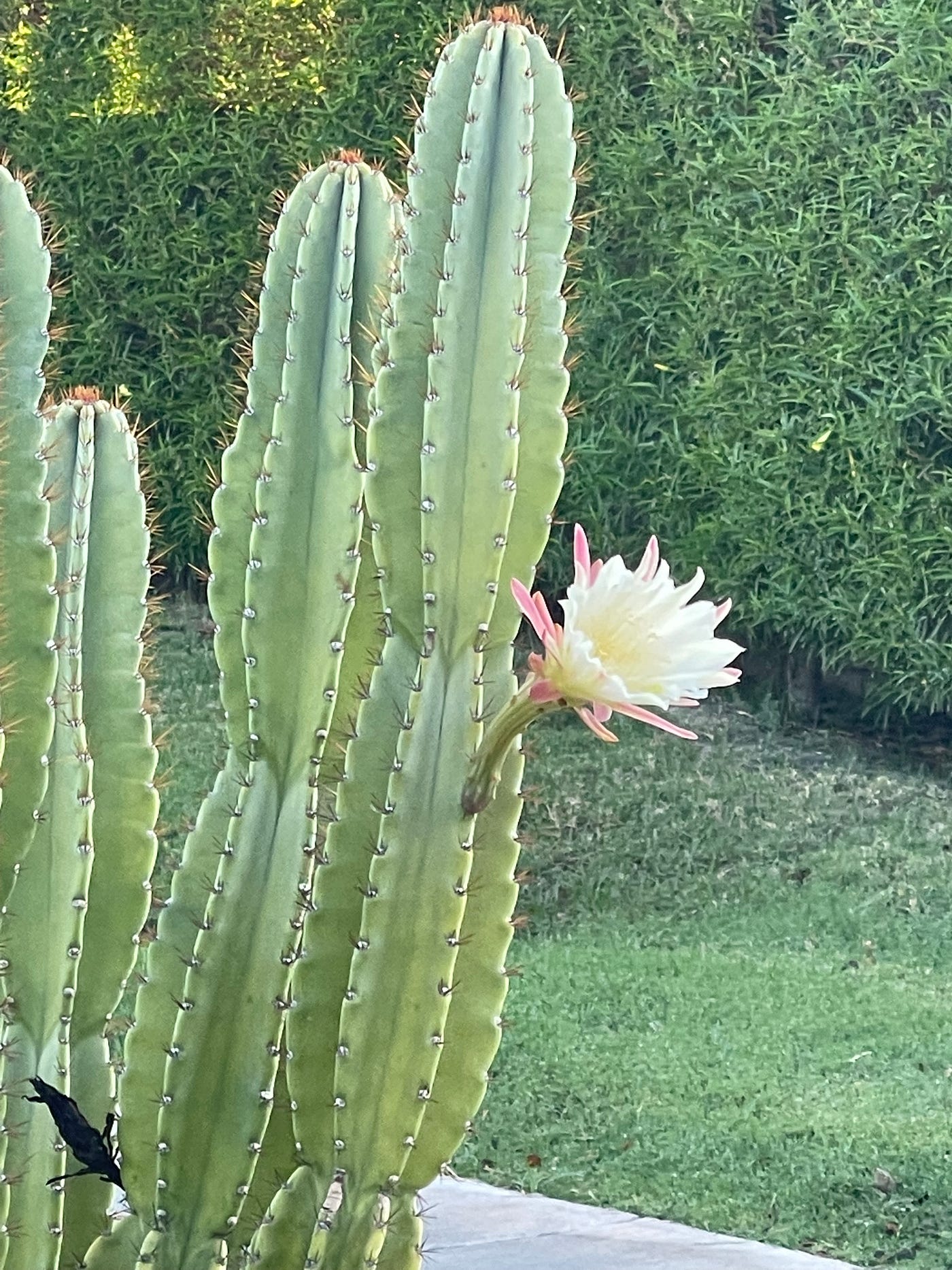 Blooming Cacti. A succulent photo essay in Palm Springs | by Mark Tulin |  SNAPSHOTS | Medium