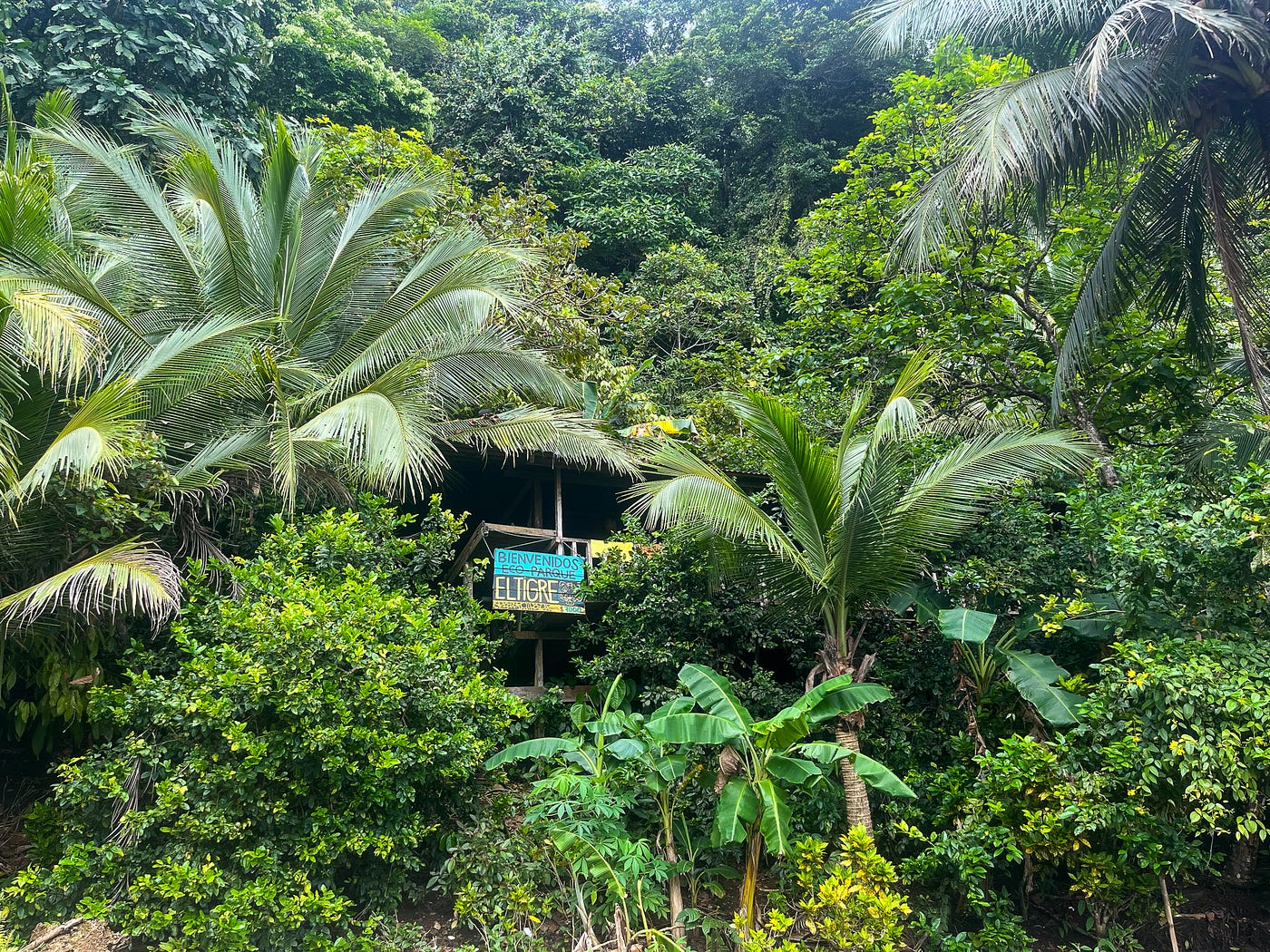 Trekking Through the Colombian Jungle to Find Hidden Waterfalls: An  Adventure Guide | by Madalyne Loree | Medium