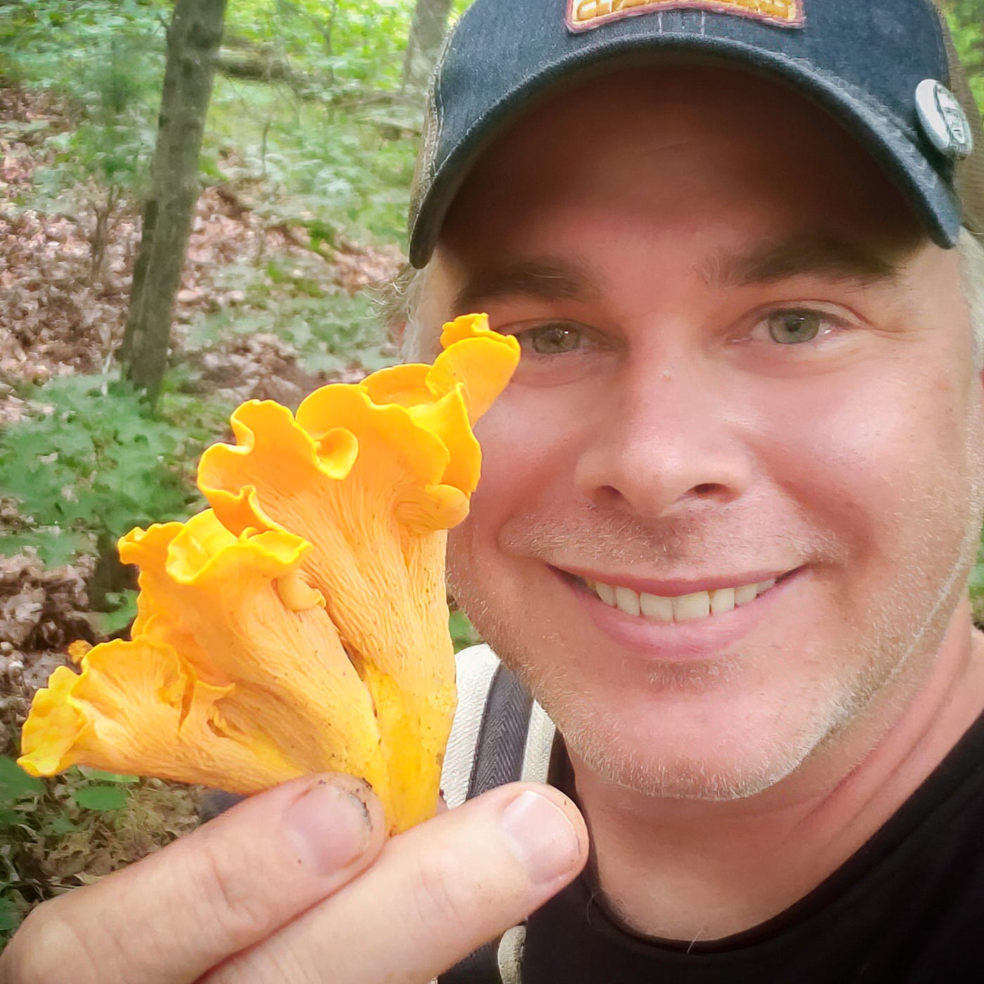 Hands cleaning chanterelle mushroom with pastry brush