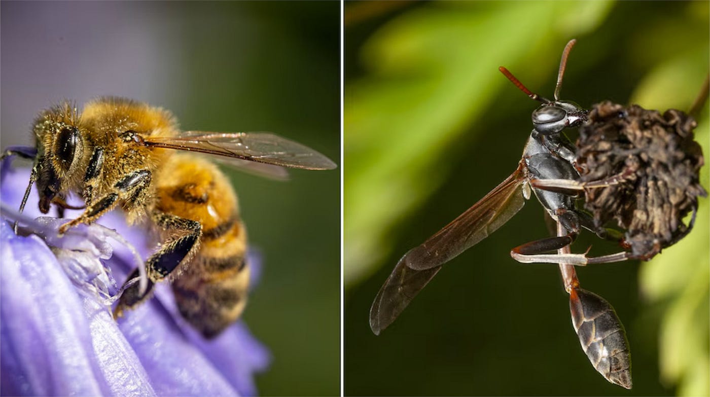 Por qué las abejas mueren al picar y las avispas no: La ciencia detrás de su aguijón