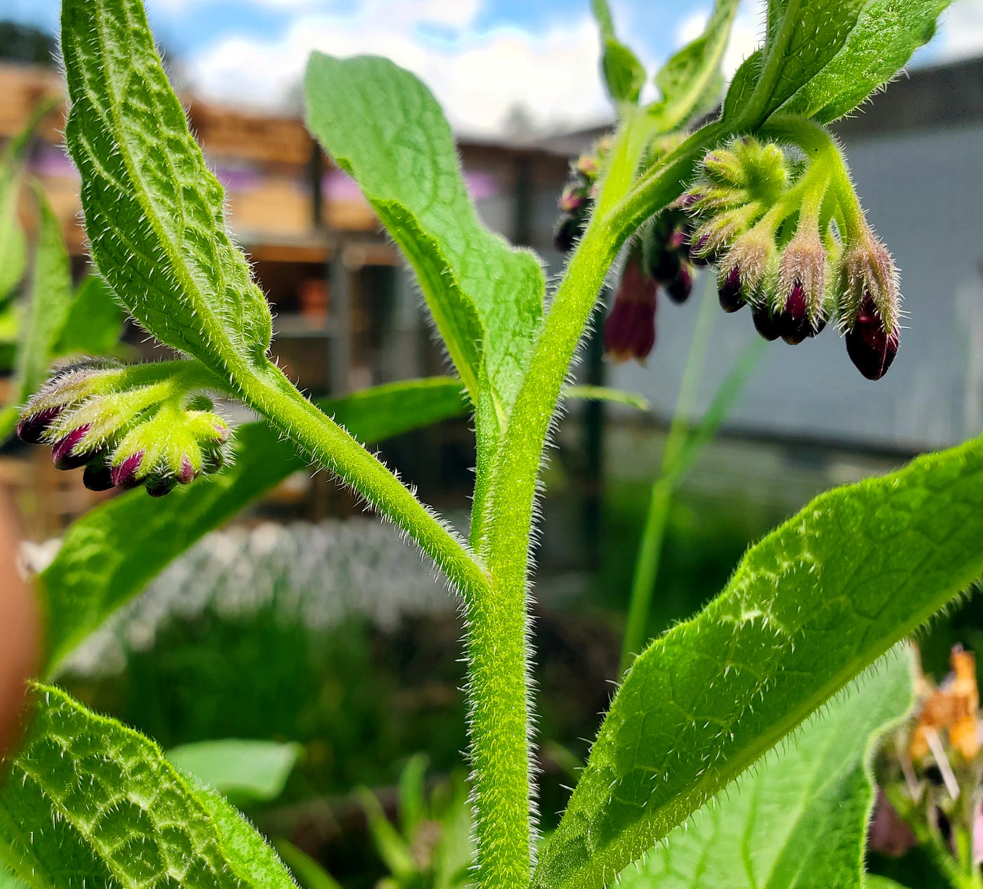 Flower buds on the comfrey (photo by author)