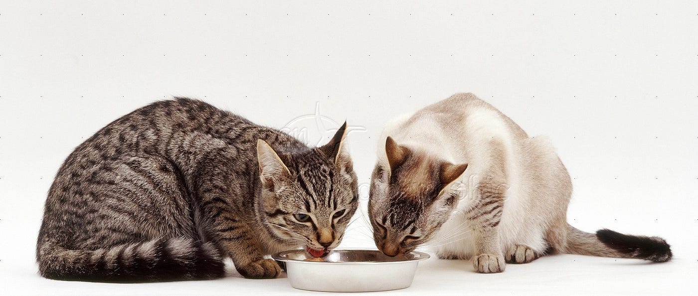 Do cats prefer bowls or plates The surprising truth by The