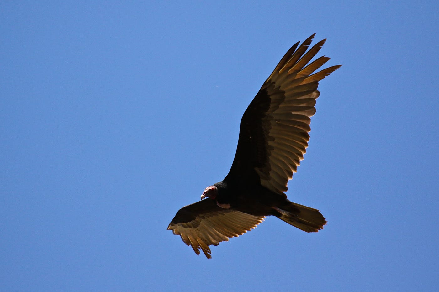 Is It Innate Behavior for Birds to Fly Away: Unveiling Nature’s Instincts