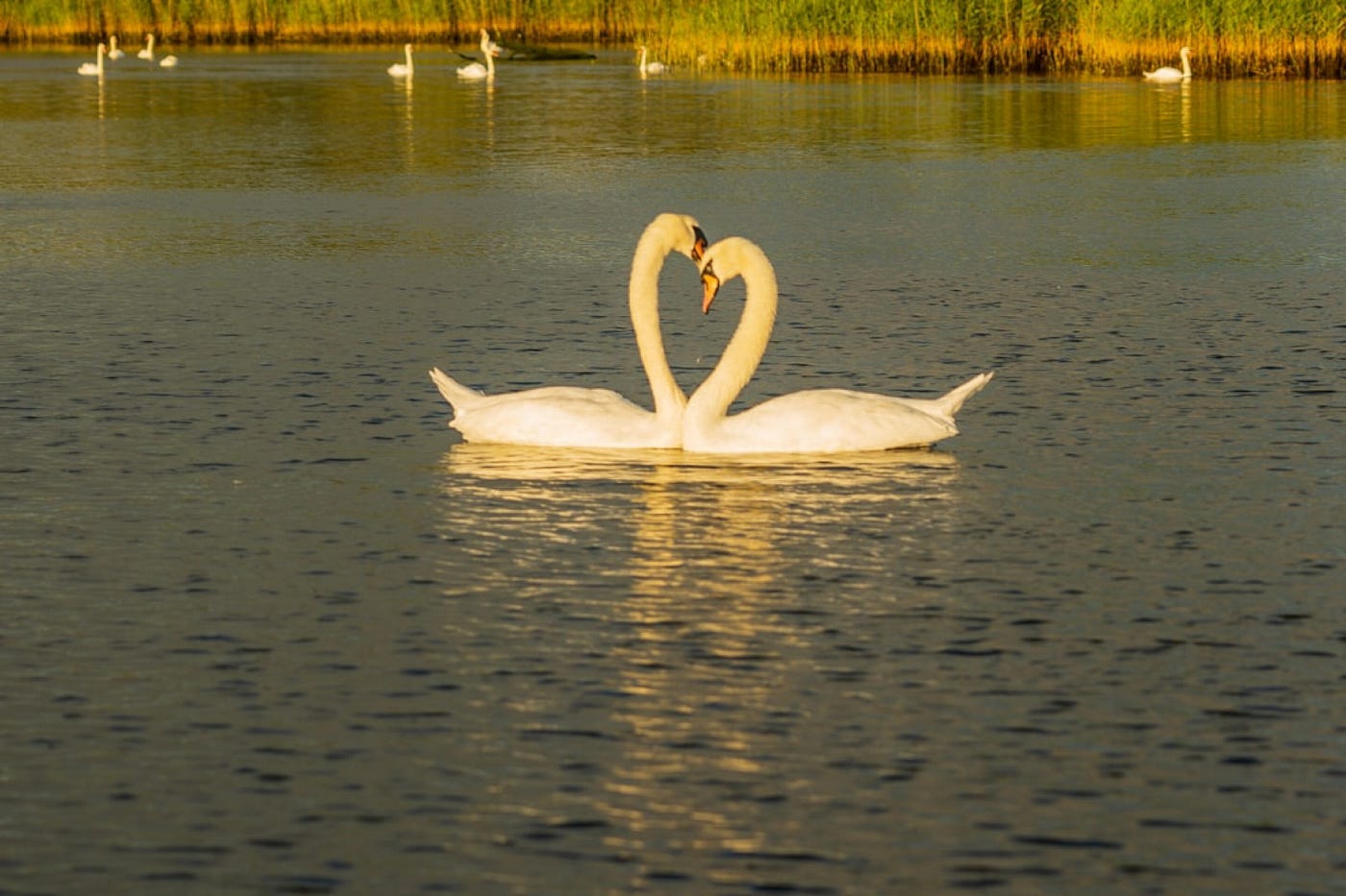 Photo by Nick Fewings on Unsplash