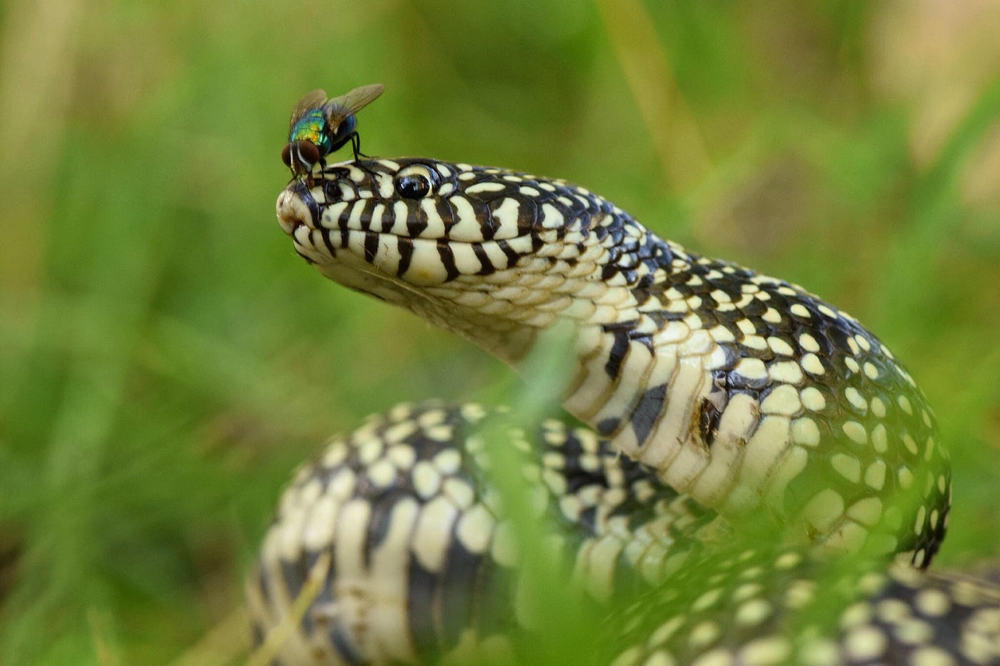 Bizarre Moment Snake Appears To Play Dead 