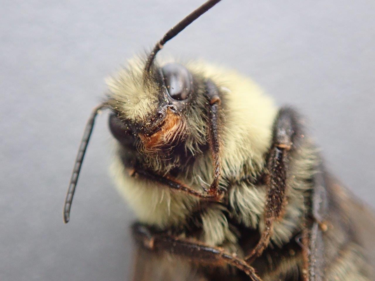 How to Identify a Bumble Bee
