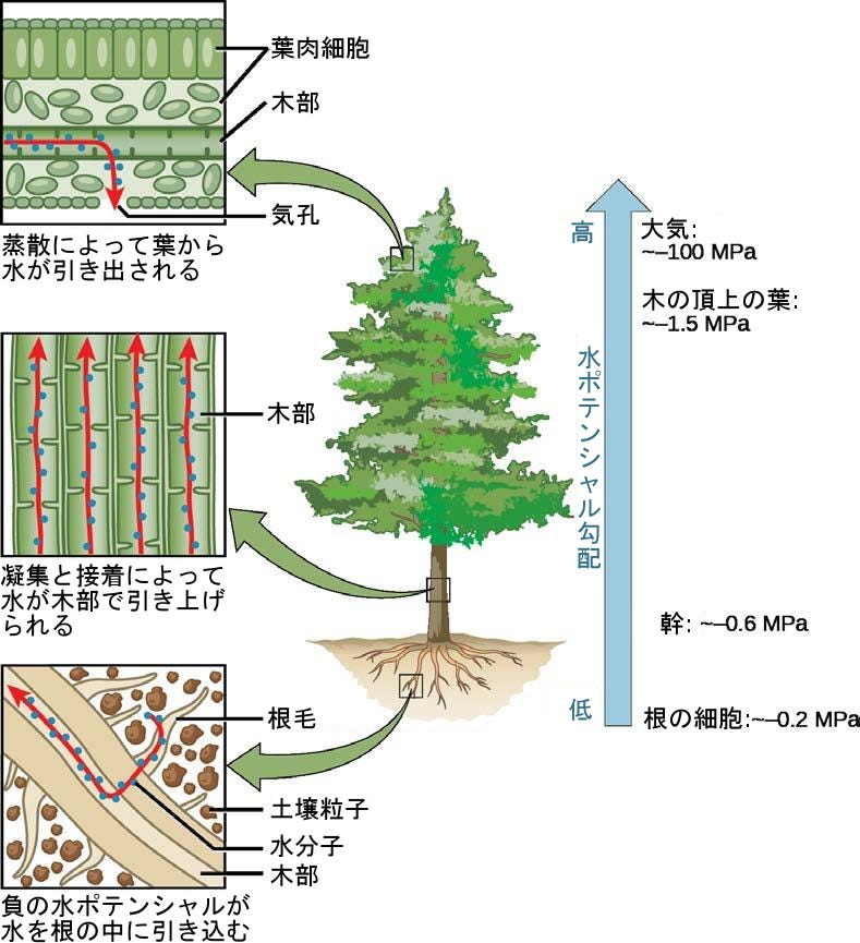 木部管の描画