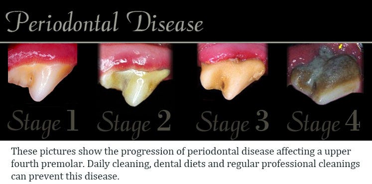 Why is Periodontal Disease Common in Dogs And Cats: Key Causes Explained