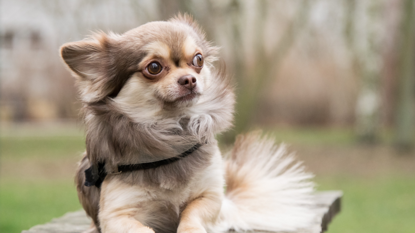 Grey long haired sales chihuahua