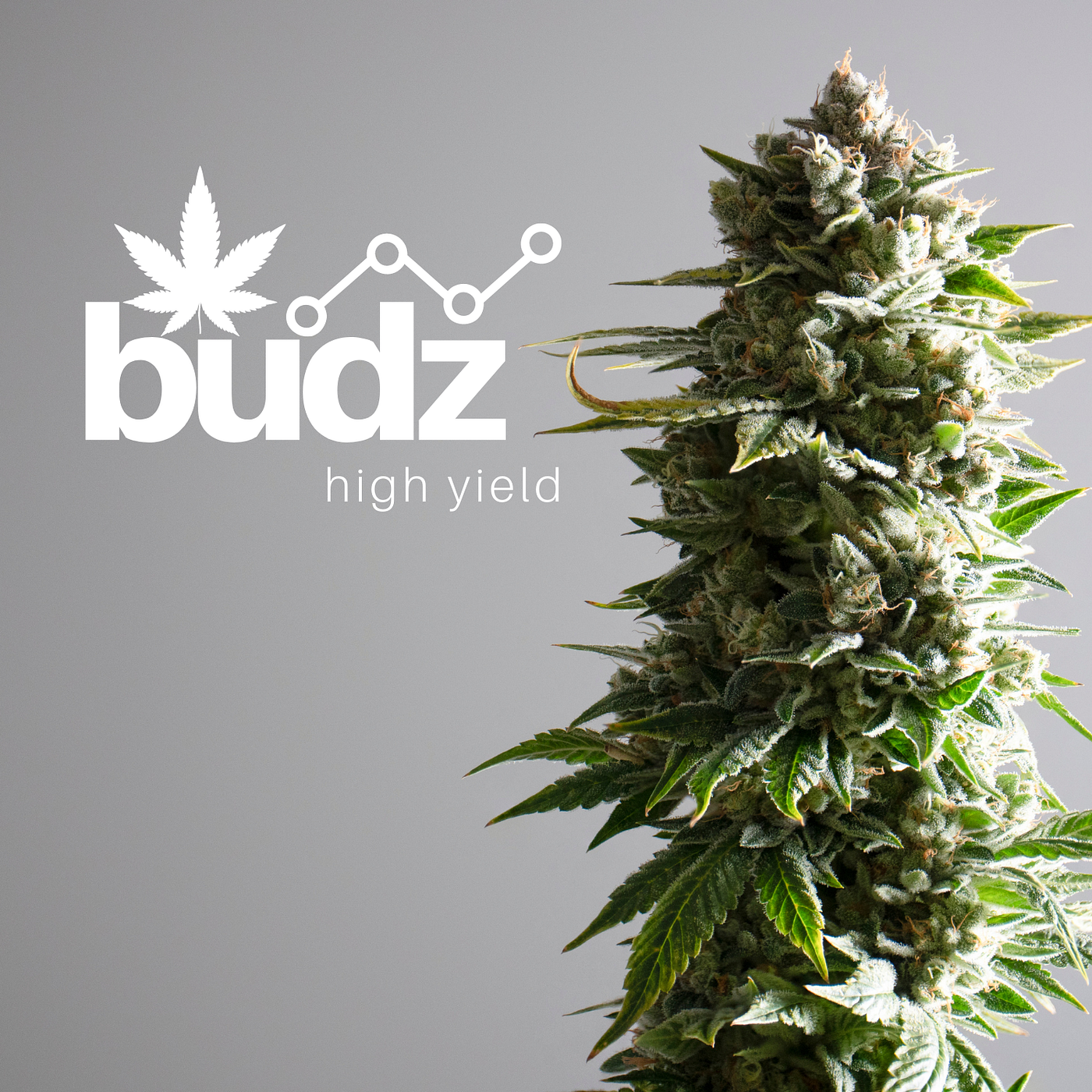 BUDZ.FINANCE V2 AIRDROP. Information about BUDZ contract… | by Budtender |  Medium