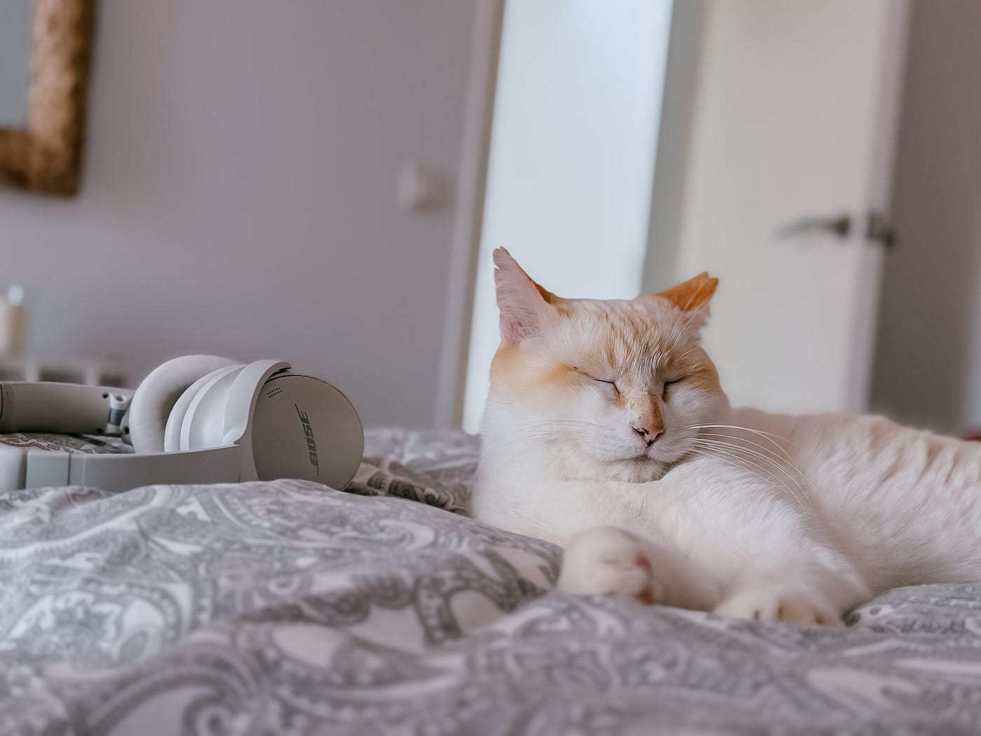 is cigarettes after sex british My Cat, The Music Critic: He Prefers Dream Pop