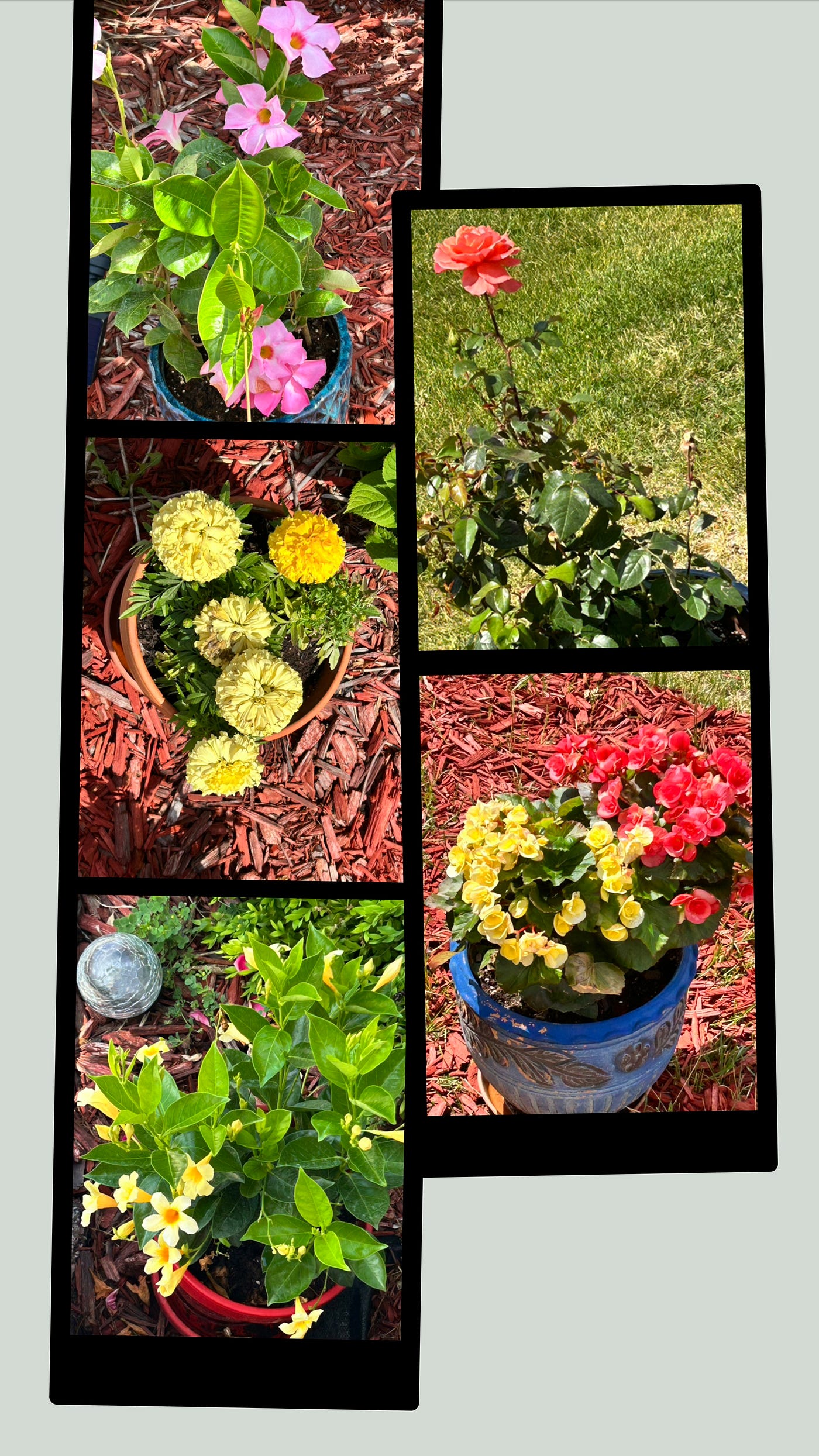 Flowers, in pots, because apparently the ground was optional. Photos by author.
