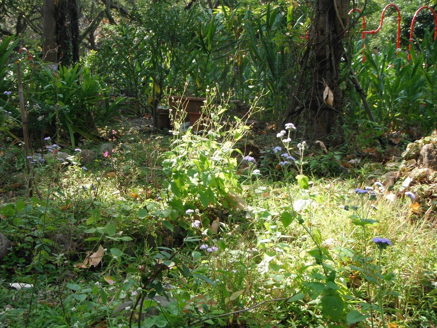大安森林公園裡面的小花園。