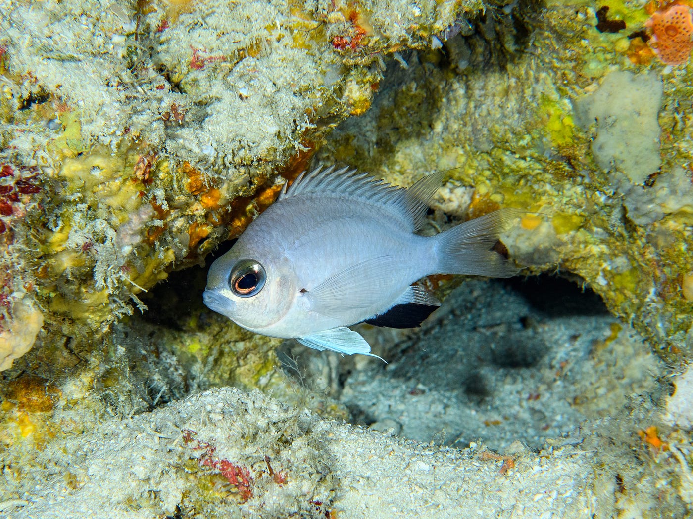 Pearlescent Blue Damselfish Just Discovered In The Maldives