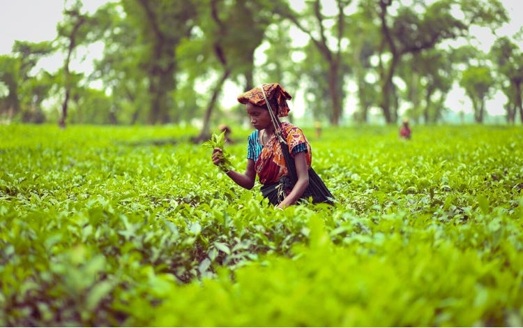 Beautiful Tea Gardens in Sylhet, Bangladesh - Conclusion