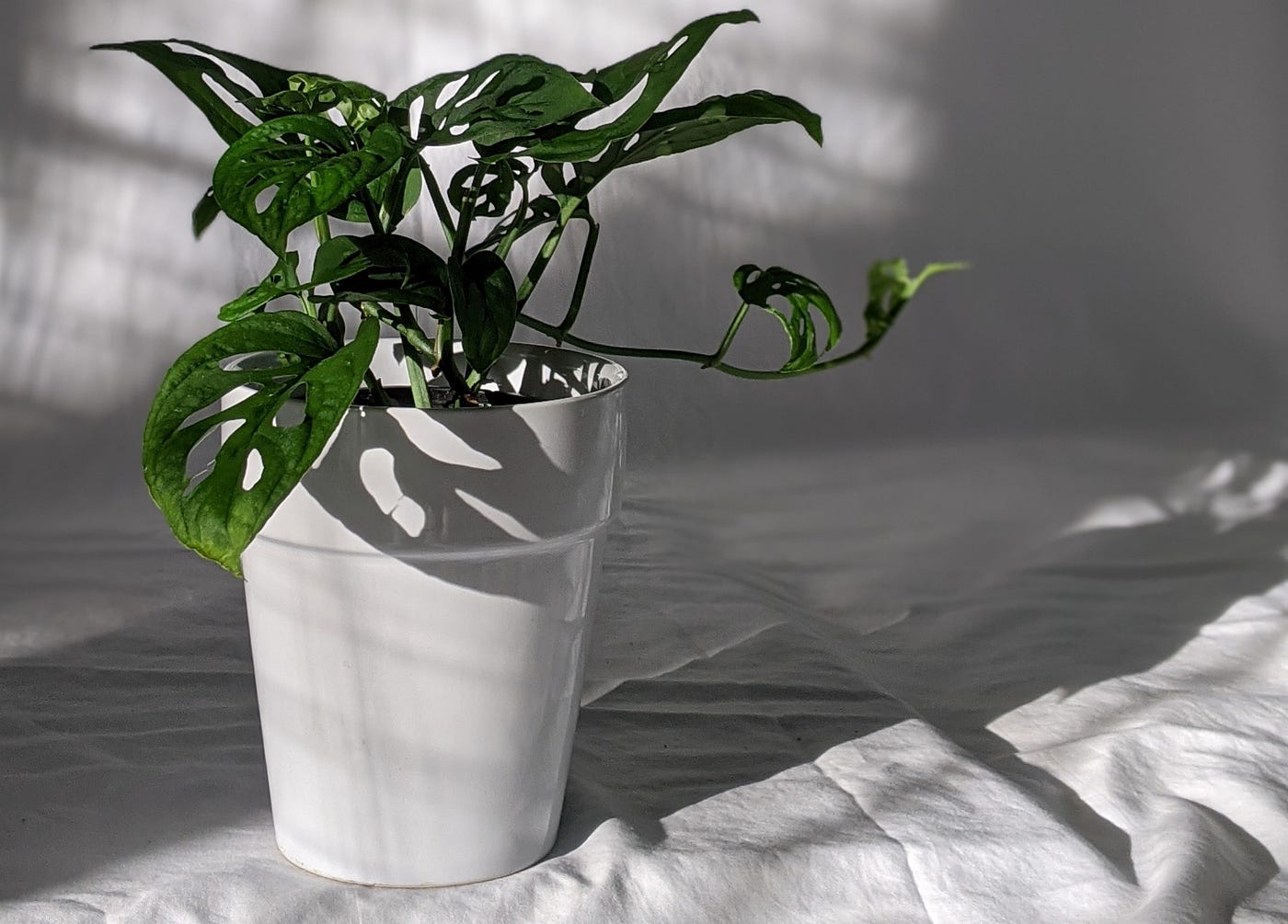 A New Aroid Soil I'm Experimenting With For My Adansonii (Swiss Cheese Plant)  | by Matt Croak Plants | Thought Thinkers | Medium
