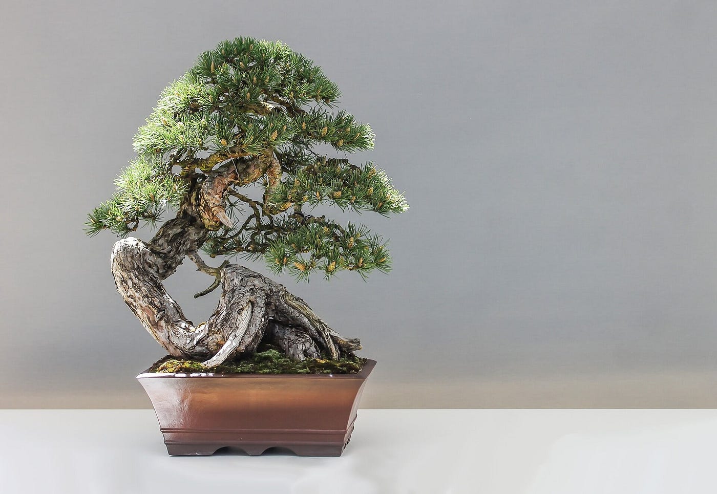 Introducing the Beauty of Bonsai Trees | by Tangela Harper | Medium