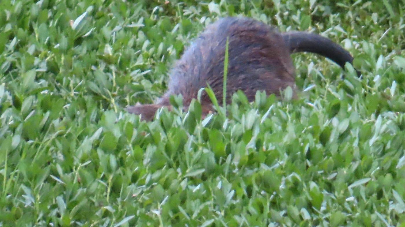 今日のヌートリア 昆陽池公園 1匹 8月18日