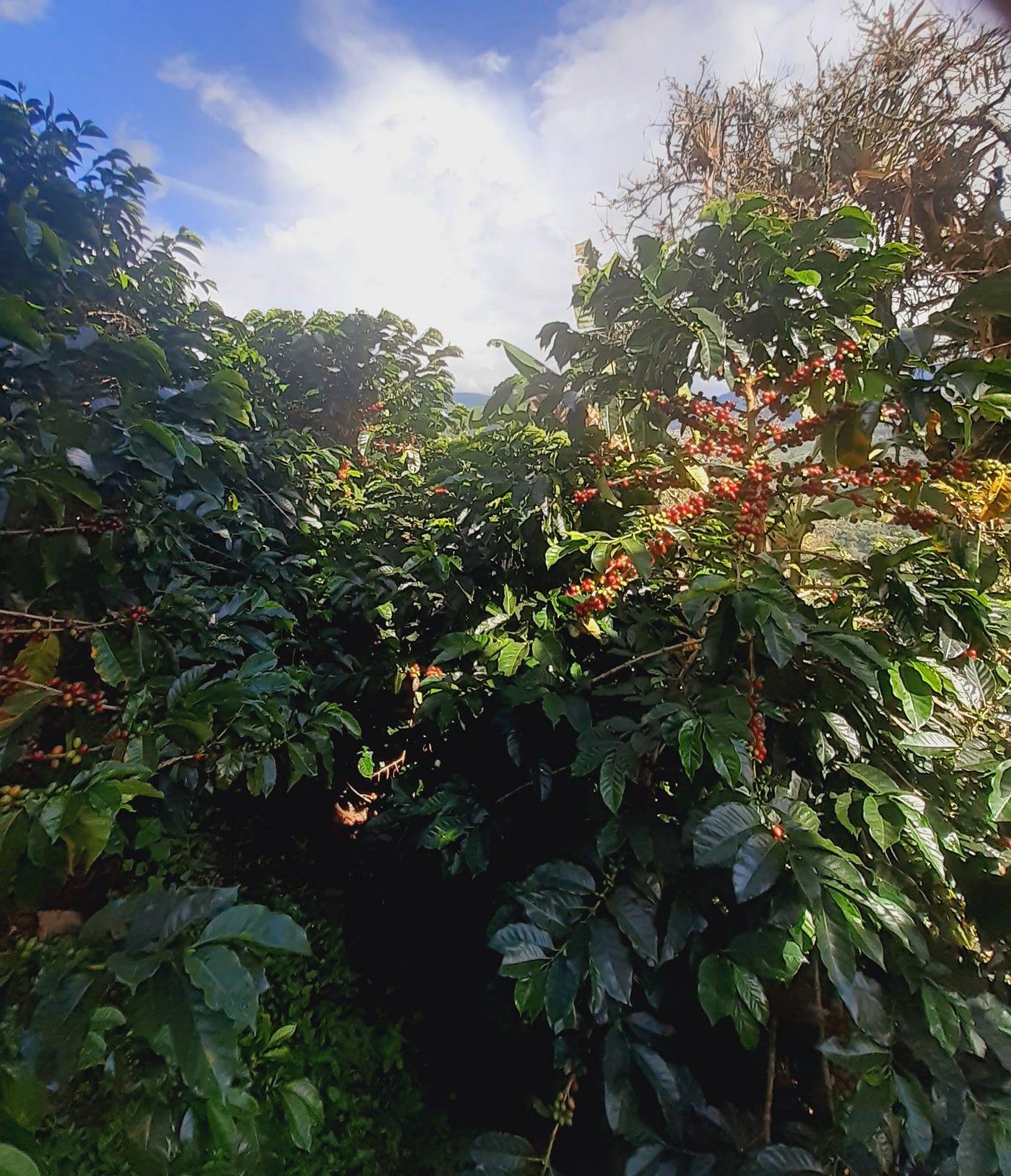 Des arbres de café (5 ans)