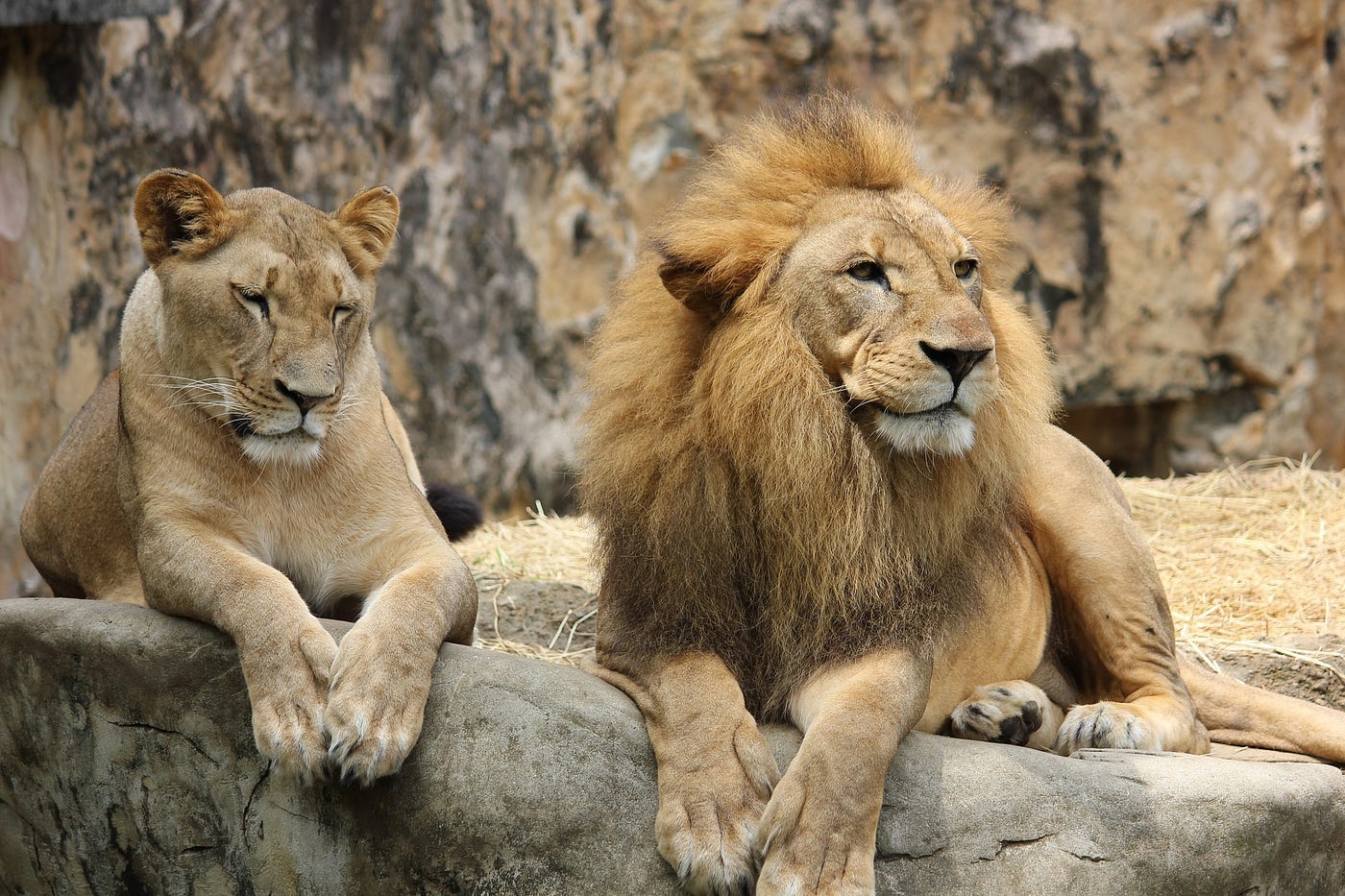 The Lion & The Lioness: How We Repeated a Pattern of Family