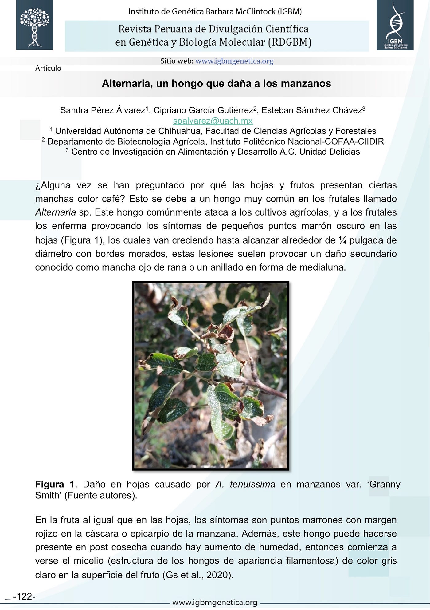 Alternaria, un hongo que daña a los manzanos