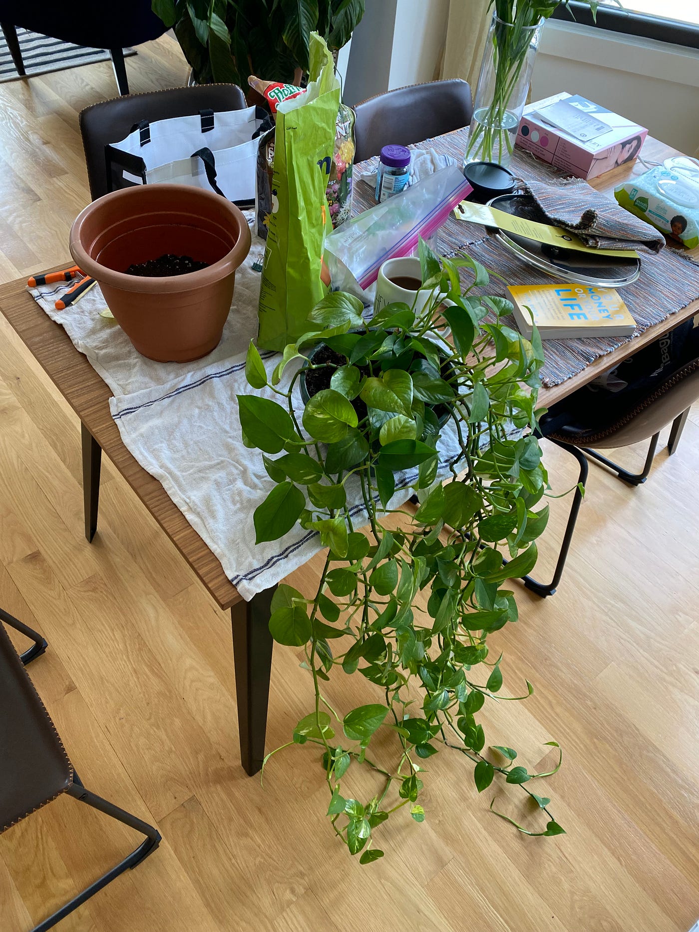 When (And How) To Repot Your Pothos | by Matt Croak Plants | Medium
