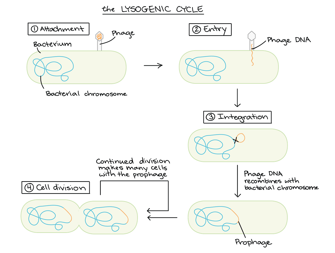 The lysogenic cycle of an Icosahedral head-tail phage. The four phases of the cycle are as follows: Attachment, Entry, Integration, Cell Division. Photo credit