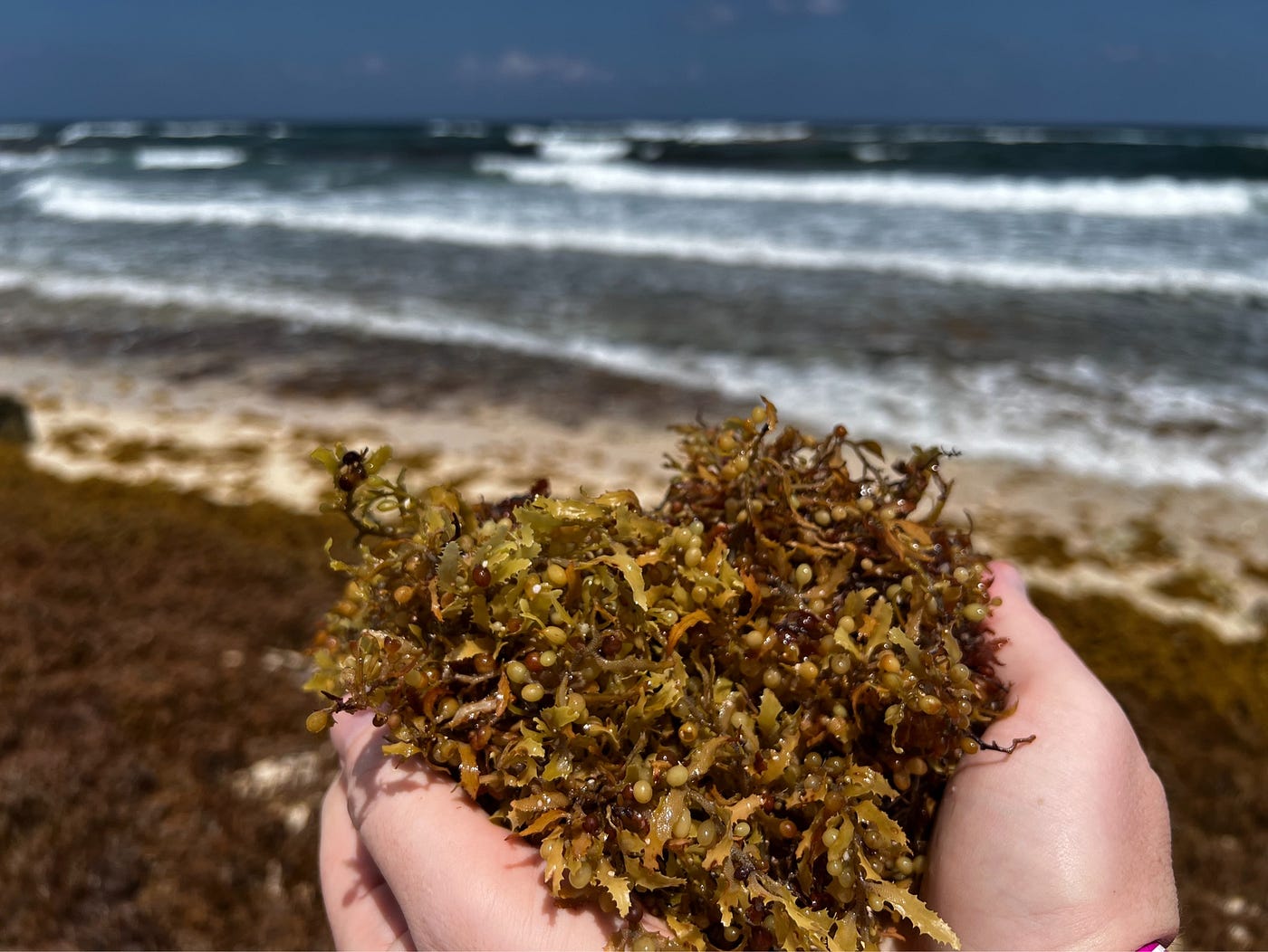 What Travelers Should Know About Seaweed Season in Cancún and the Riviera Maya