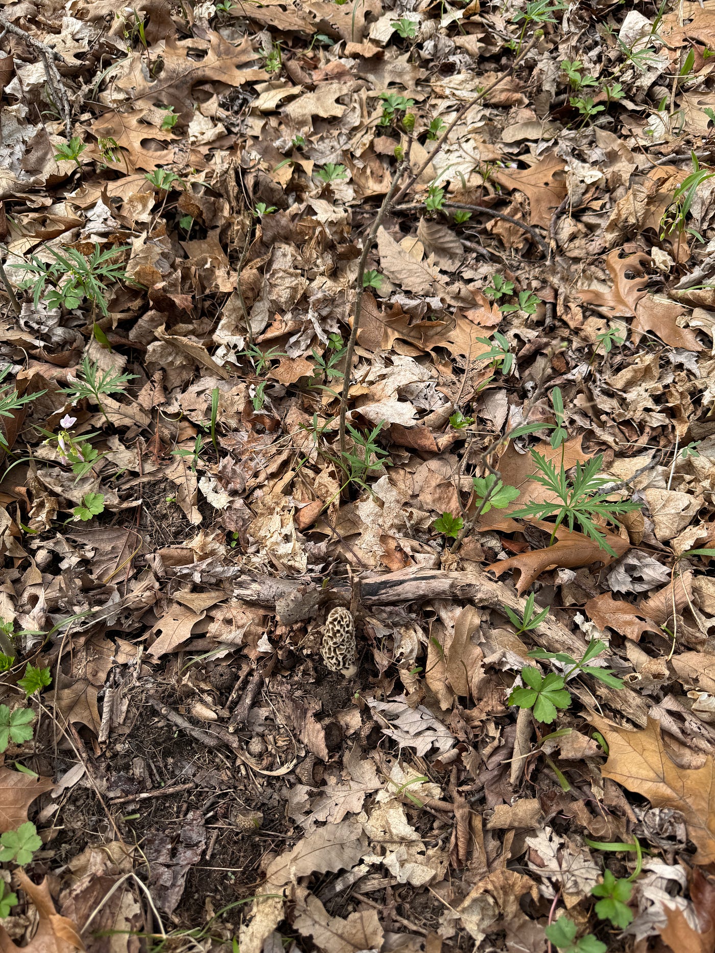 Morels, Lunch Ladies, and the $40 Mushroom