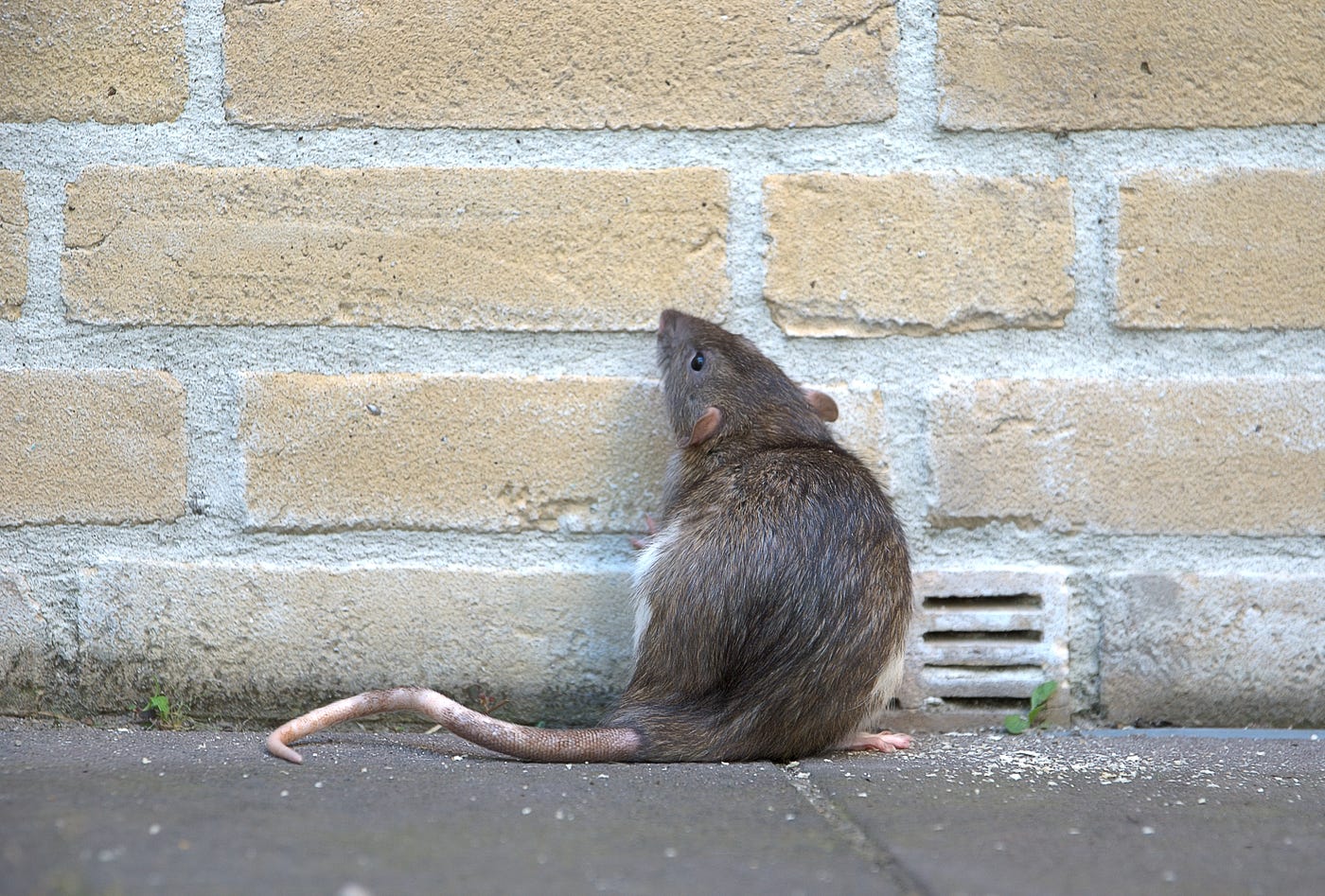 Helemaal gehad met de rat?