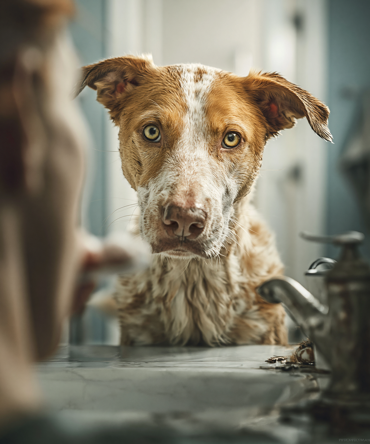 Why Does My Dog Get Skin Allergies So Easily? Common Causes Explained