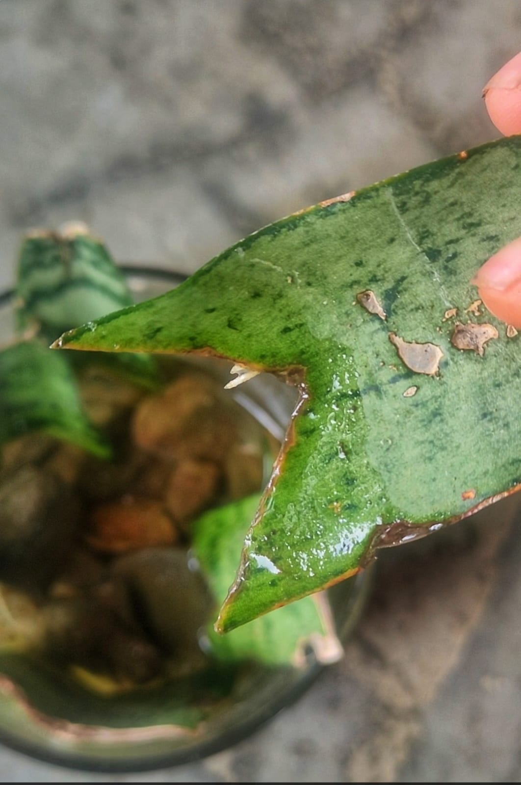 How I Propagated Snake Plant Cuttings in Water | by Soyami W Shimray |  Medium