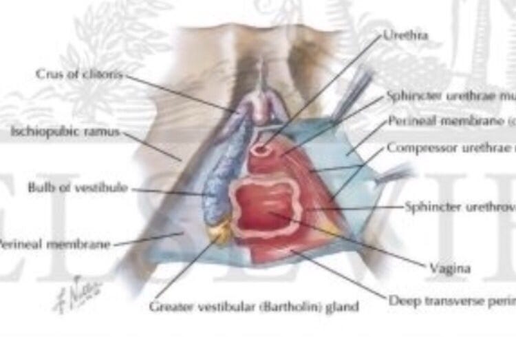 clitorisclitoris 