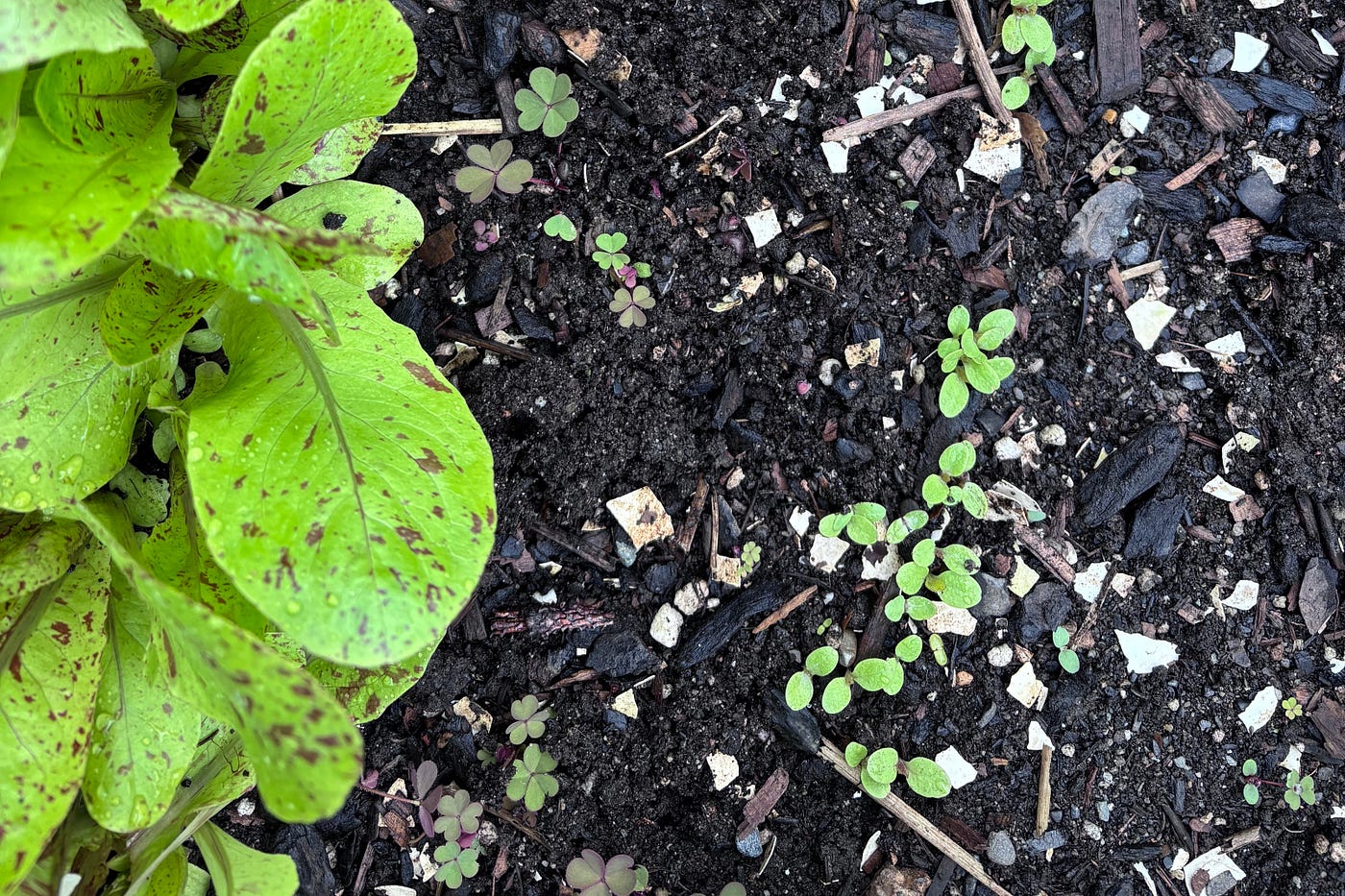 Lettuce at one month and ten days.