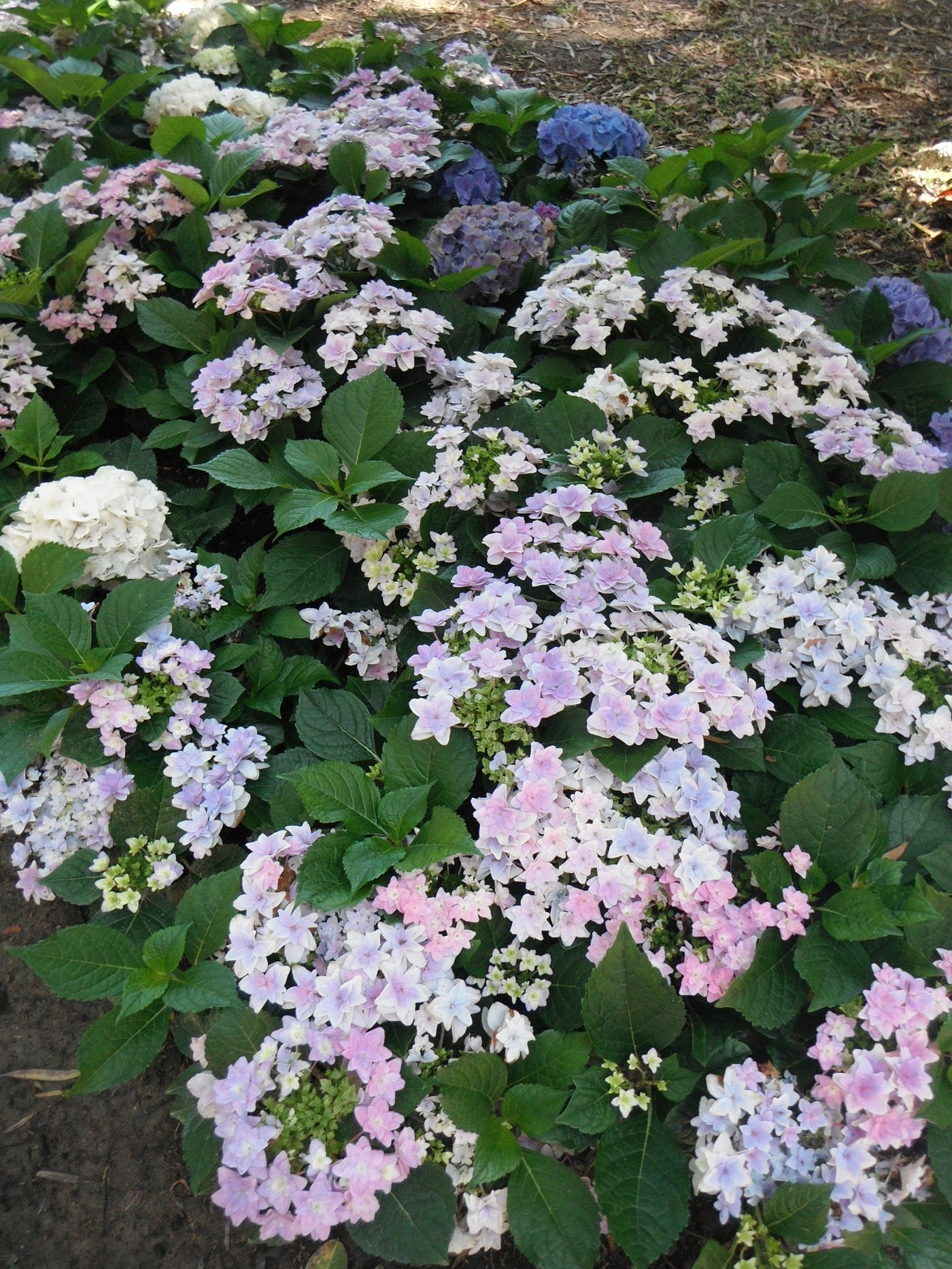 春天就是敝校會成為超級大公園 / 花園的時間。好好奇他們一年到底要花多少錢維護這些植栽花卉?現在這區好像又換成非洲堇了?