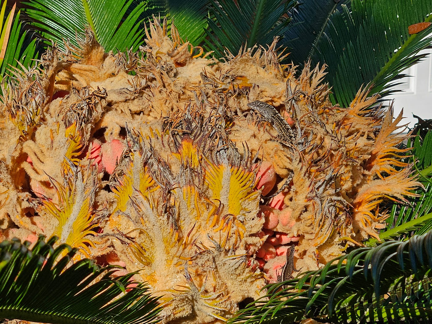 © Dennett 2023 — Female Sago Palm